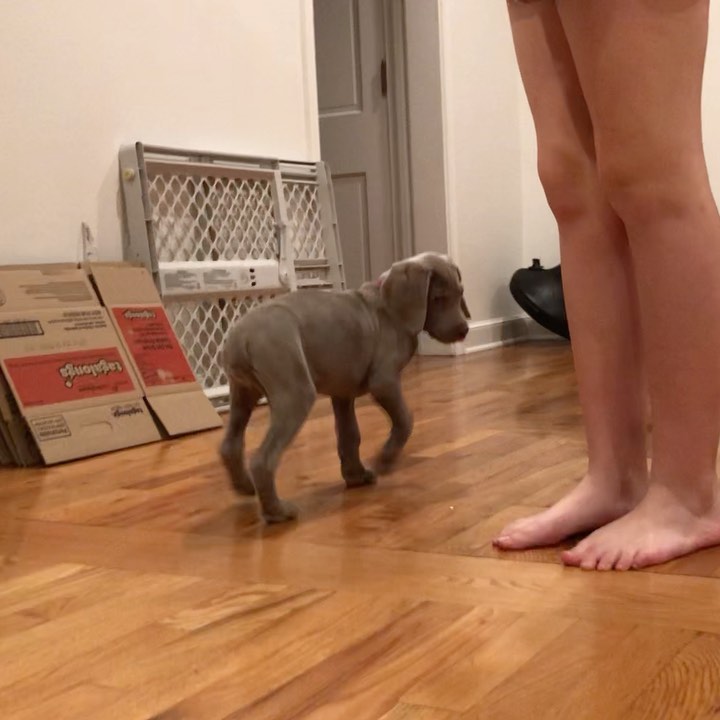 A few puppy moments, with my compliments.