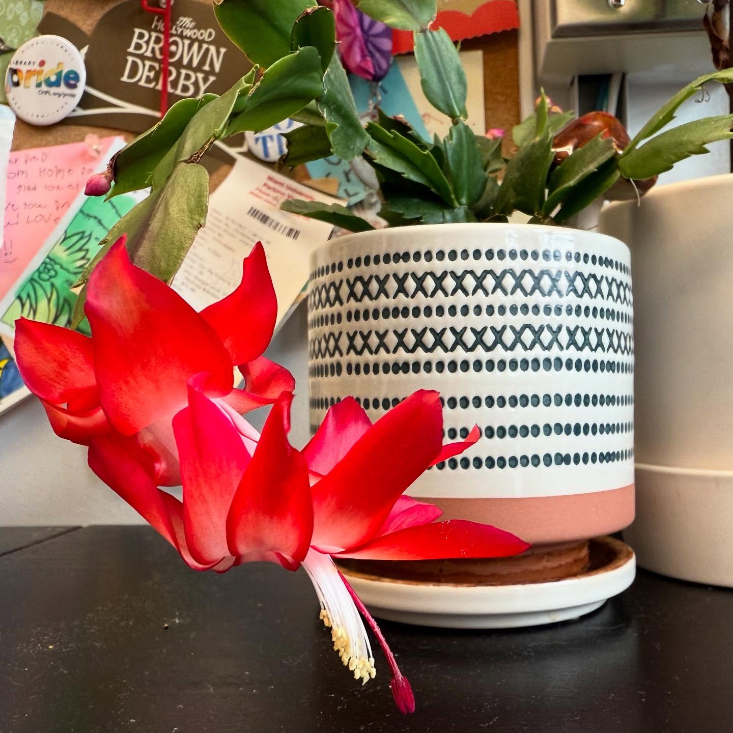 ‘‘Tis the season: the Christmas Cacti (Schlumbergera bridgesii) in my office are showing off!