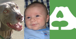 Dogs, Babies, and Choosing Type